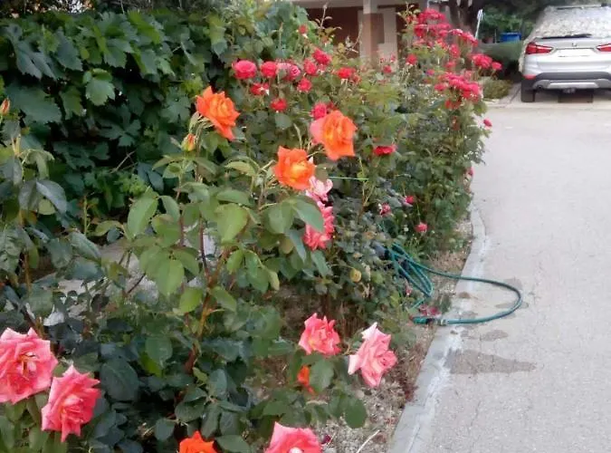 Olive 2 Apartment Zadar